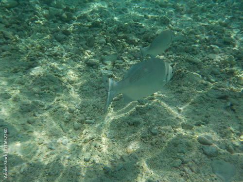 Colombian Fish