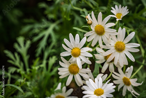 White flower on green leaves