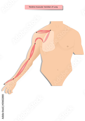 tendino muscular meridian of Lung