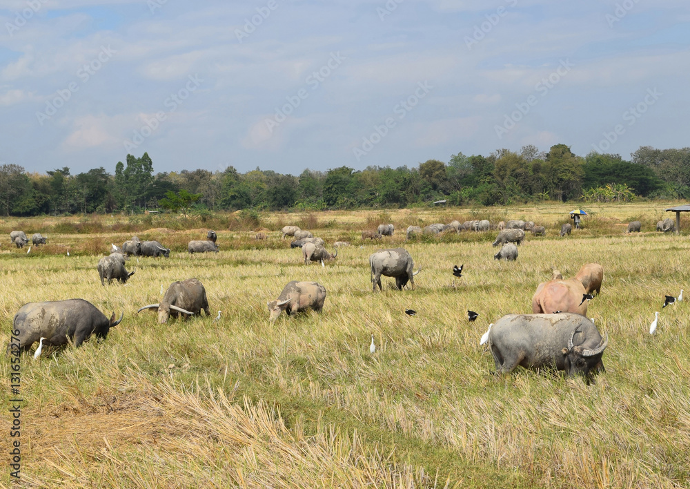 Fototapeta premium Thailand buffalo herds graze in the fields.