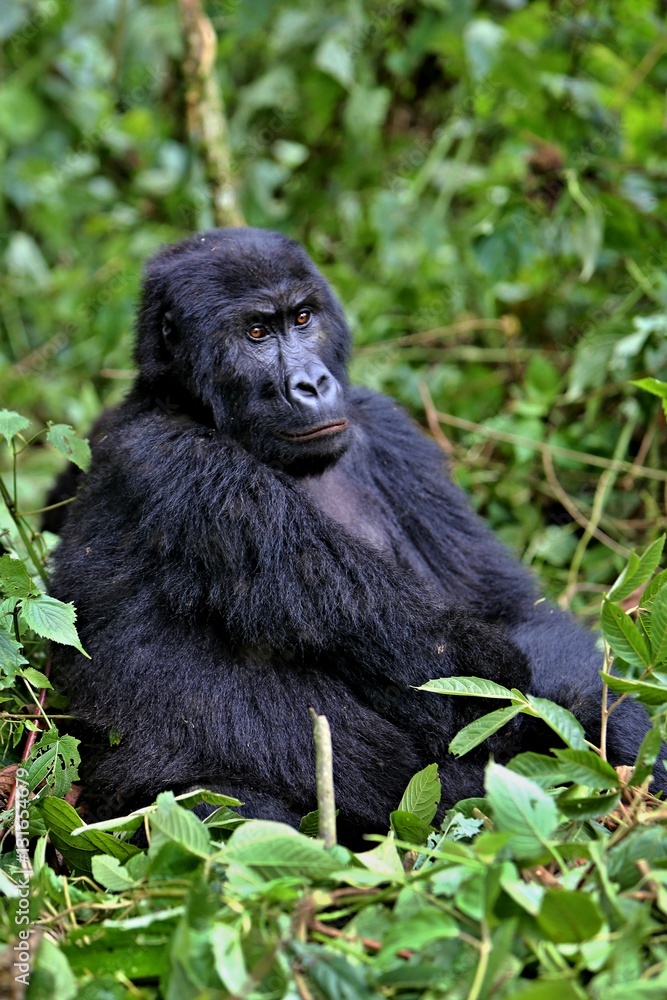 Obraz premium Endangered eastern gorilla in the beauty of african jungle, silverback and family, Gorilla beringei, Democratic Republic of Congo, rare african wildlife