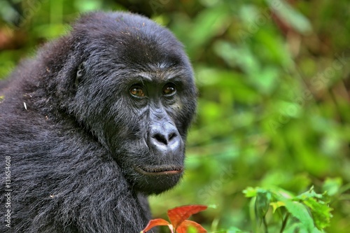 Endangered eastern gorilla in the beauty of african jungle, silverback and family, Gorilla beringei, Democratic Republic of Congo, rare african wildlife © photocech