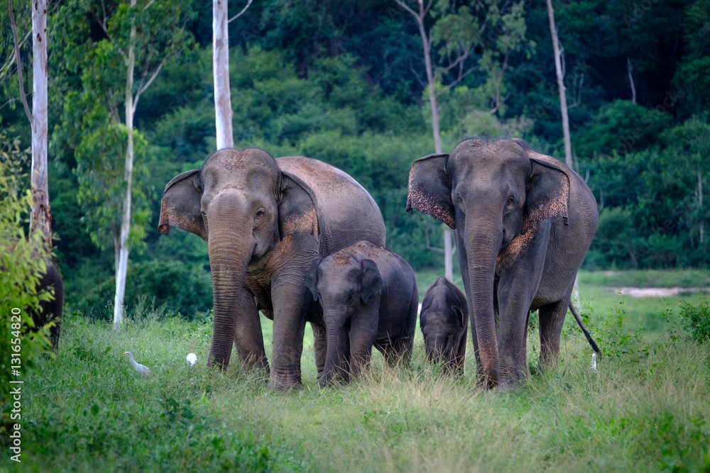 Naklejka premium Family of wild Elephants in forest