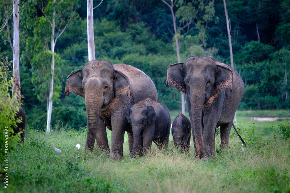 Family of wild Elephants  in forest