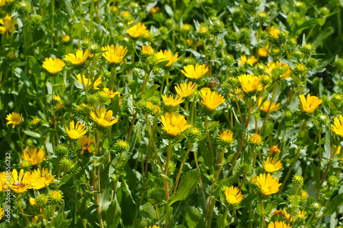 Obraz na plátně die Heilpflanze Grindelie - the herbal plant gumweed