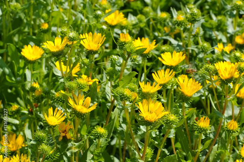 Foto die Heilpflanze Grindelie - the herbal plant gumweed