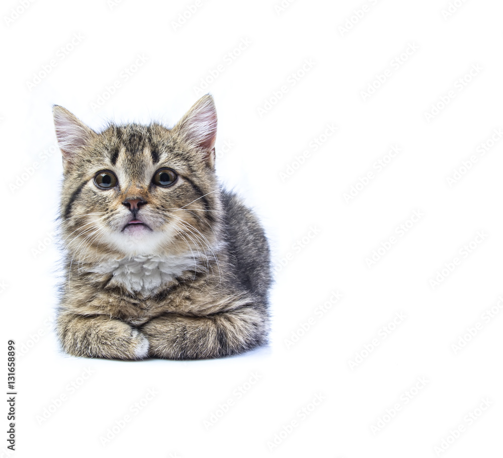 isolated kitten isolated kitten
