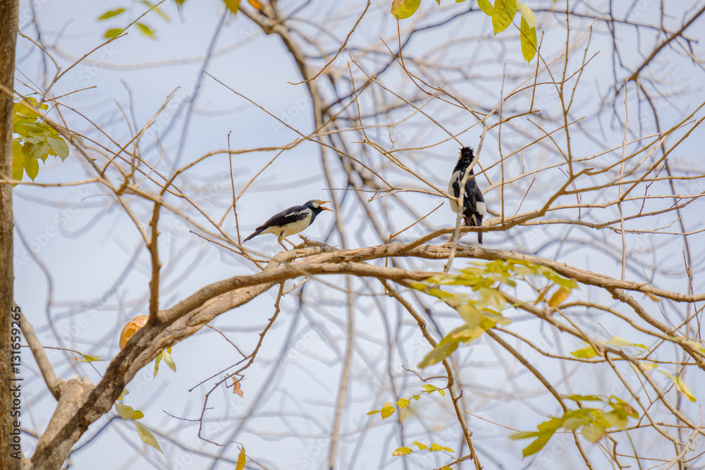 Fototapeta premium The bird on branch.