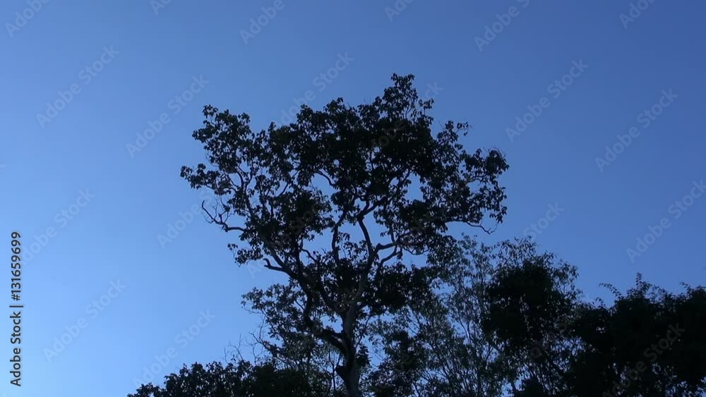 An isolated tree in a Thai jungle park, is chosen by a small flock of Green Bee Eaters. They come and go in the evening twilight with them and the tree silhouetted against a dark blue evening sky An isolated tree in a Thai jungle park, is chosen by a small flock of Green Bee Eaters. They come and go in the evening twilight with them and the tree silhouetted against a dark blue evening sky