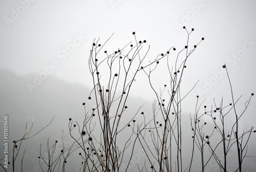 rami spogli in inverno di cespugli con la nebbia photo