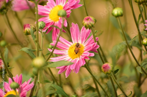 Wallpaper Mural Honey bee collecting nectar Torontodigital.ca