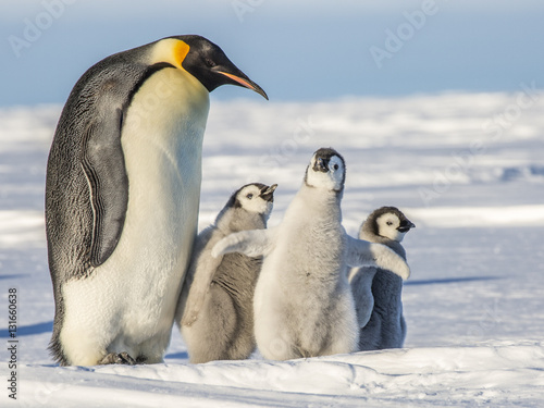 Emperor penguins on the frozen Weddell Sea 