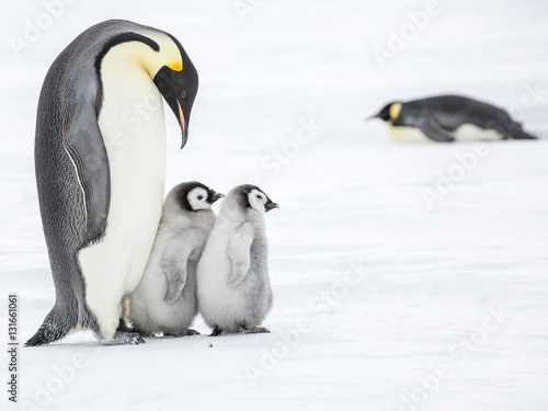 Emperor penguins on the frozen Weddell sea