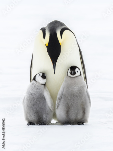 Photo Emperor penguins on the frozen Weddell sea