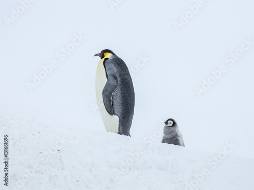 Emperor penguins on the frozen Weddell sea