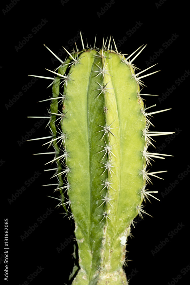 Naklejka premium Close up of Cactus on Black Background