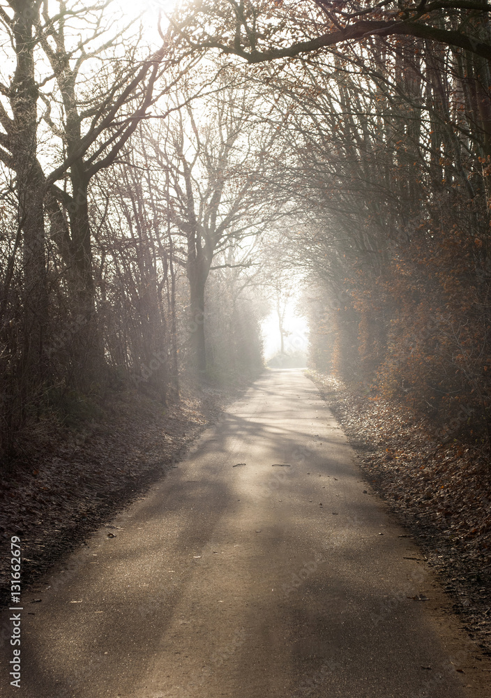 Fototapeta premium Mystischer Weg bei Nebel im Herbst in Schleswig-Holstein, Deutschland