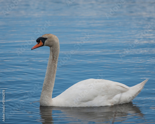 Fototapeta Naklejka Na Ścianę i Meble -  Swan in Newport Wetlands is a wildlife reserve covering parts of Uskmouth, Nash and Goldcliff, in the south-east of the city of Newport, South Wales.