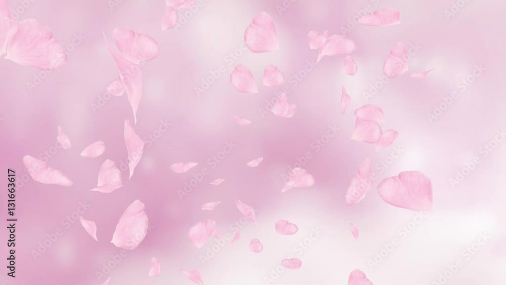 Falling and swirling pink rose petals or cherry tree blossoms. Spring slow motion HD animation, close up with blurred background. Japanese design. Falling and swirling pink rose petals or cherry tree blossoms. Spring slow motion HD animation, close up with blurred background. Japanese design.