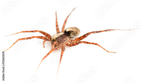 Pardosa lugubris spider is a wolf spider, side view.