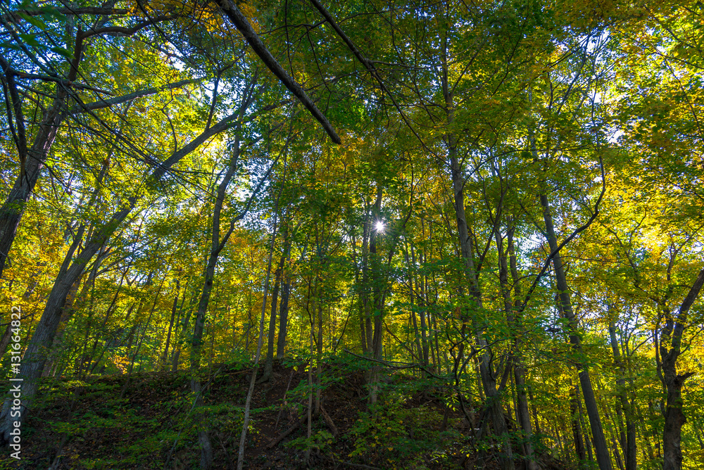 Fall foliage Fall foliage