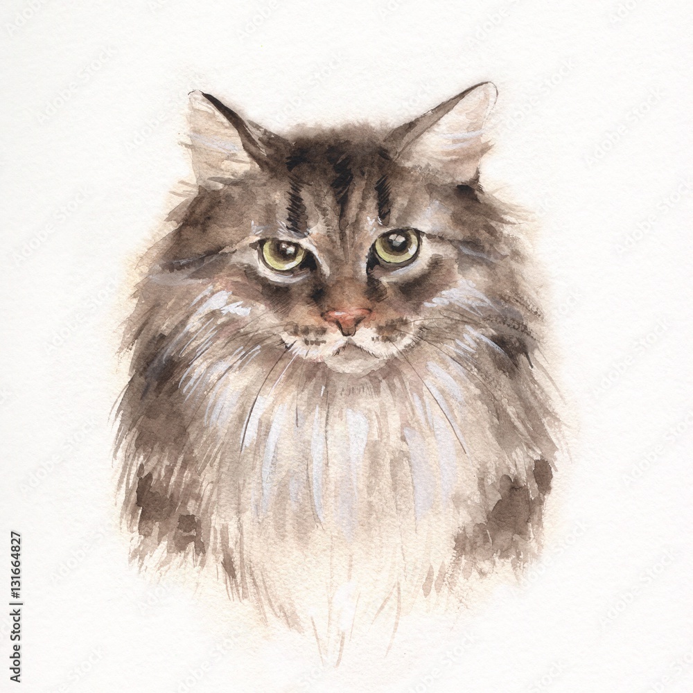 Serious cat. Watercolor illustration. Fluffy Kitty. Pet illustration. 