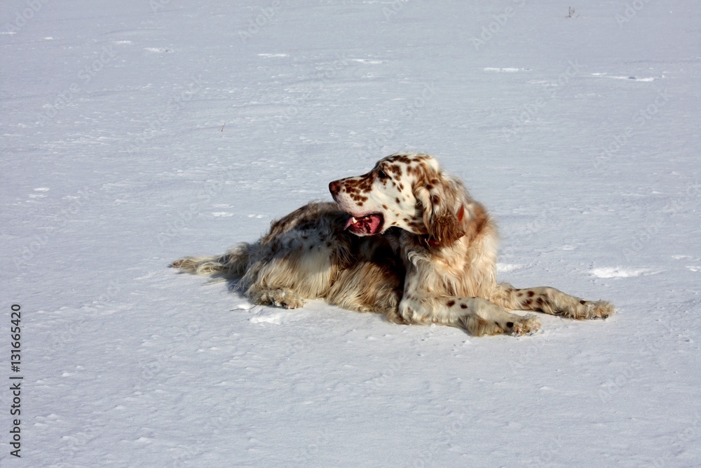 Cute english setter - white furry dog laying on white snow background on christmas time Cute english setter - white furry dog laying on white snow background on christmas time