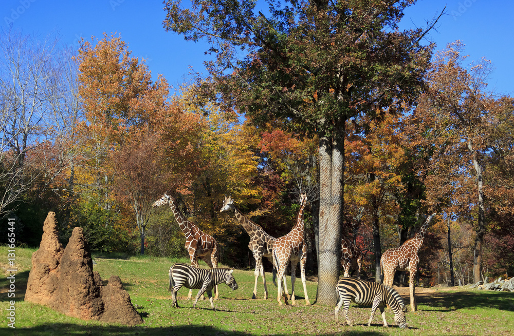 Fototapeta premium Giraffes and Zebras at the Asheboro Zoo in North Carolina