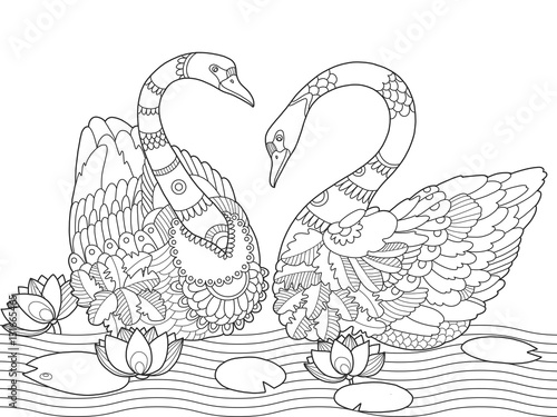 Swan coloring book for adults vector