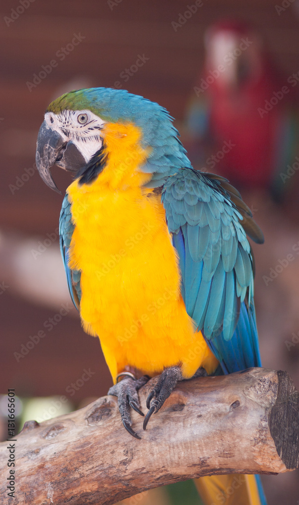 Błękitno-żółta papuga ara na gałęzi