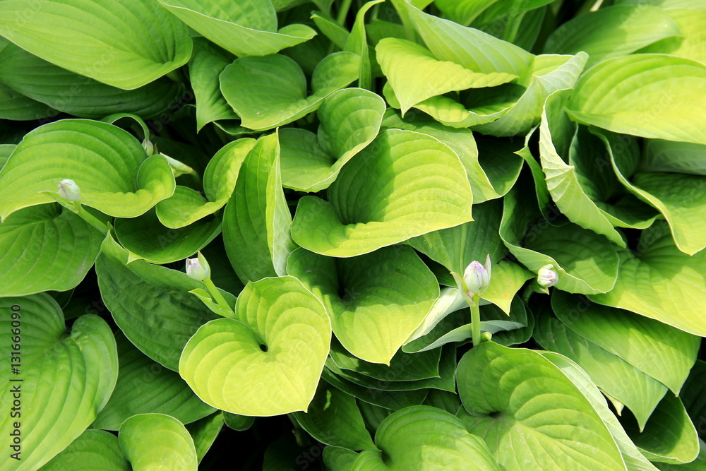 Fototapeta premium Pretty background of lush, healthy green ground cover in garden.