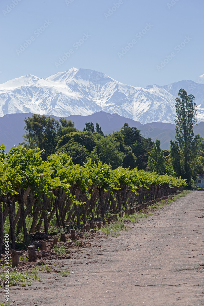 Fototapeta premium Andes & Vineyard, Lujan de Cuyo, Mendoza
