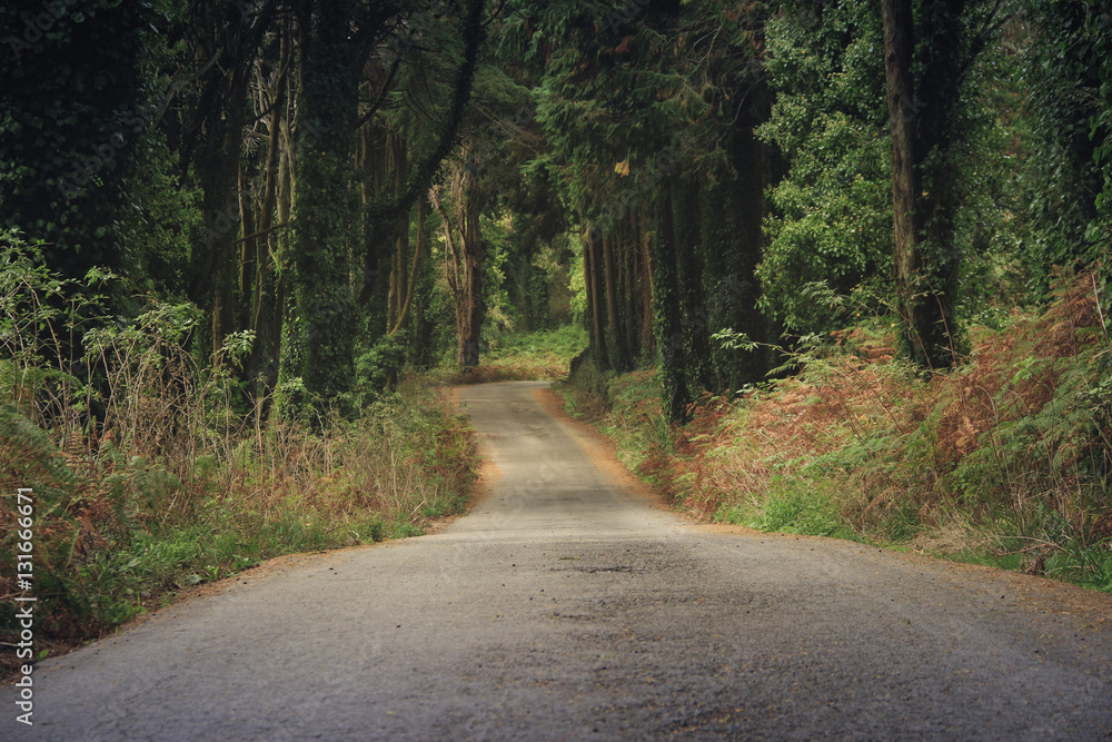 Forest road in sintra mountains, Portugal