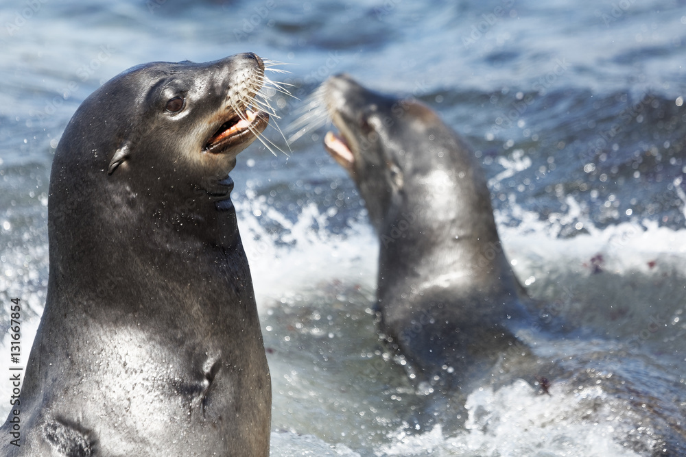 Fototapeta premium Sea Lions Barking