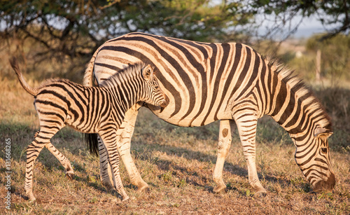 Zebra z młodym