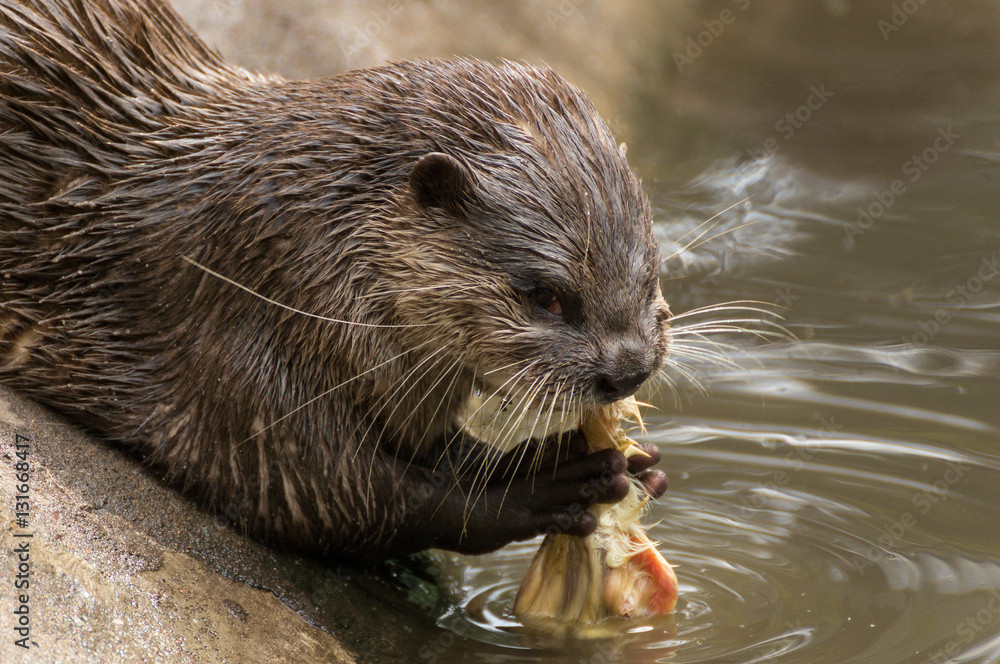Seeotter / Fischotter Seeotter / Fischotter