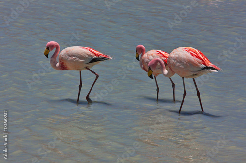 Phoenicoparrus jamesi  in a lagoon in Bolivia photo