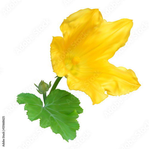 Yellow zucchini flower
