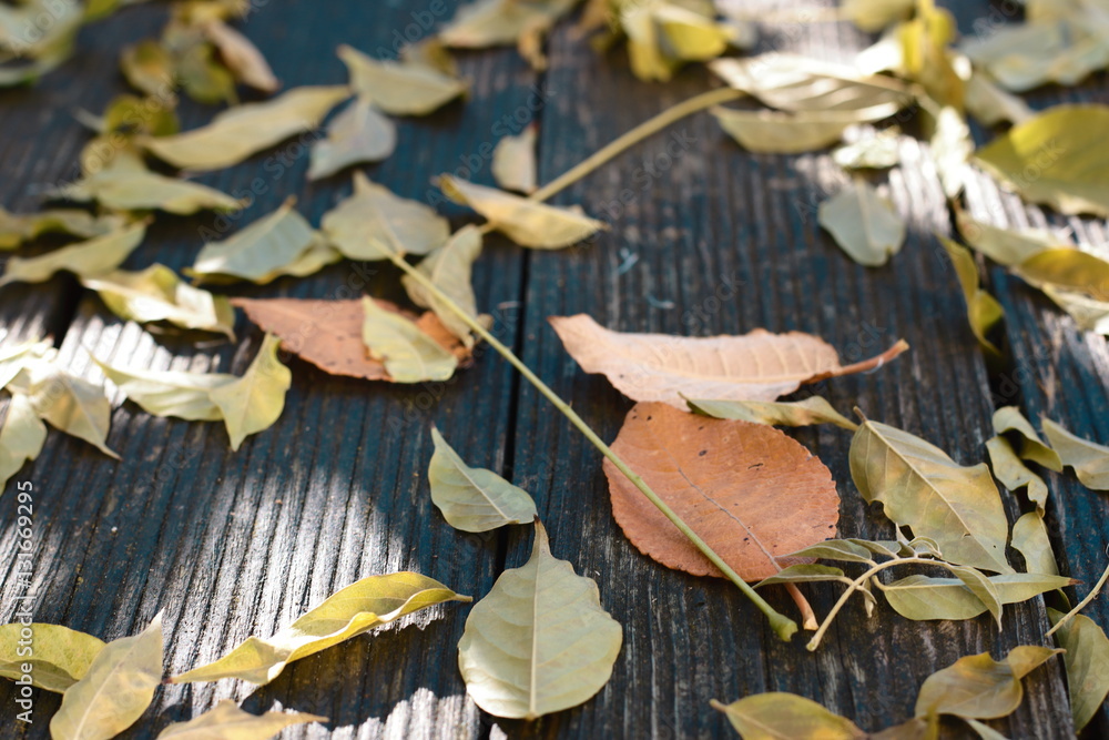 Laub und Blätter auf Holzboden im Herbst Laub und Blätter auf Holzboden im Herbst