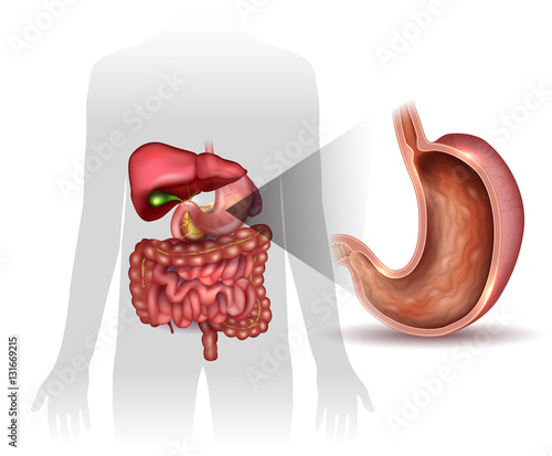 Stomach cross section anatomy and surrounding organs beautiful colorful drawing 
