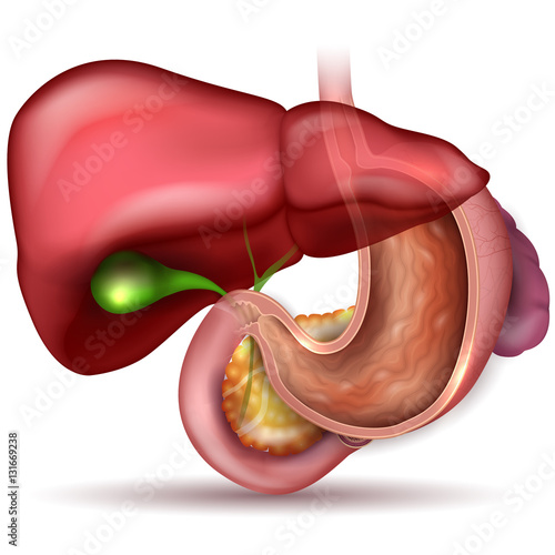 Stomach cross section anatomy and surrounding organs beautiful colorful drawing 