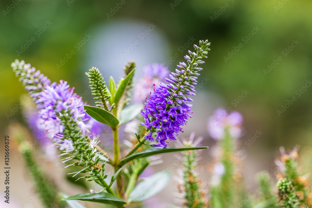Fototapeta premium Purple flowers of the Veronica 'Blue Bomb' - Speedwell