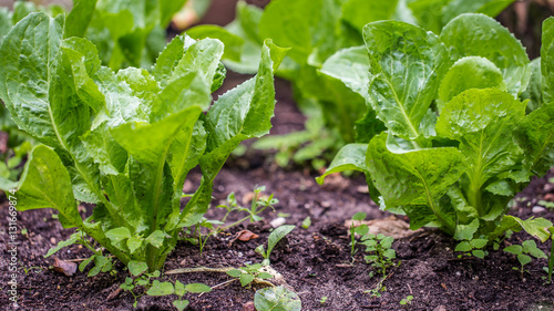 Young endive plats growing in the vegetable garden