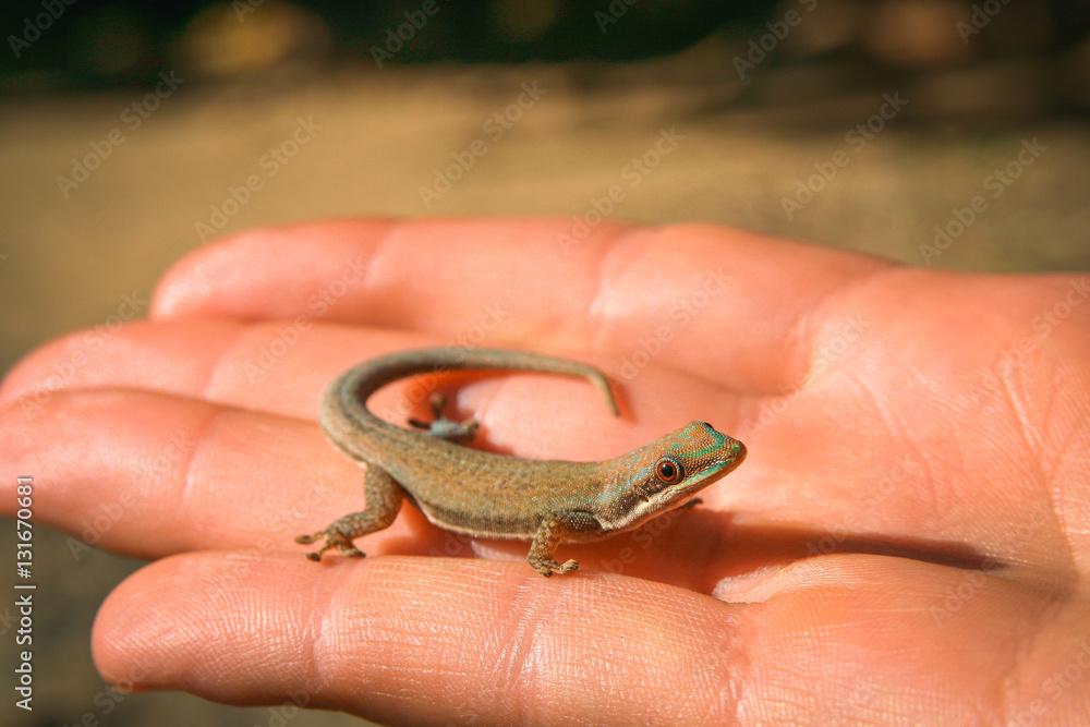 Madagascar gecko in human hand Madagascar gecko in human hand