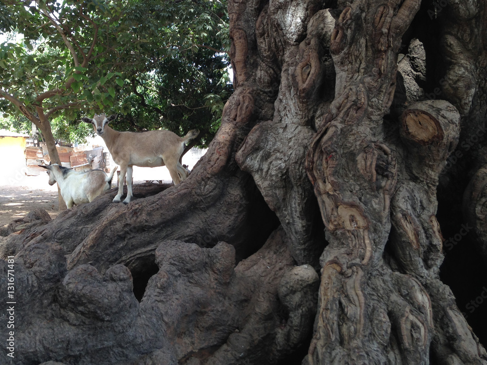 Cabras encima de un árbol, Sukuta, Gambia