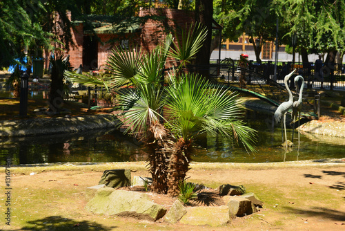 Sabal palmetto (Cabbage palmetto) in the park