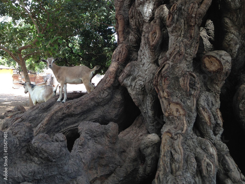 Cabras encima de un árbol, Sukuta, Gambia photo