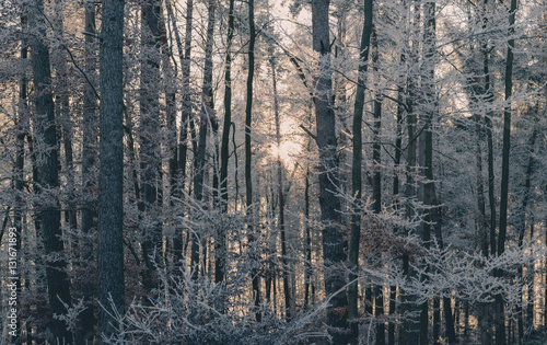 Winterlicher Wald bei Sonnenaufgang  © tomtom747