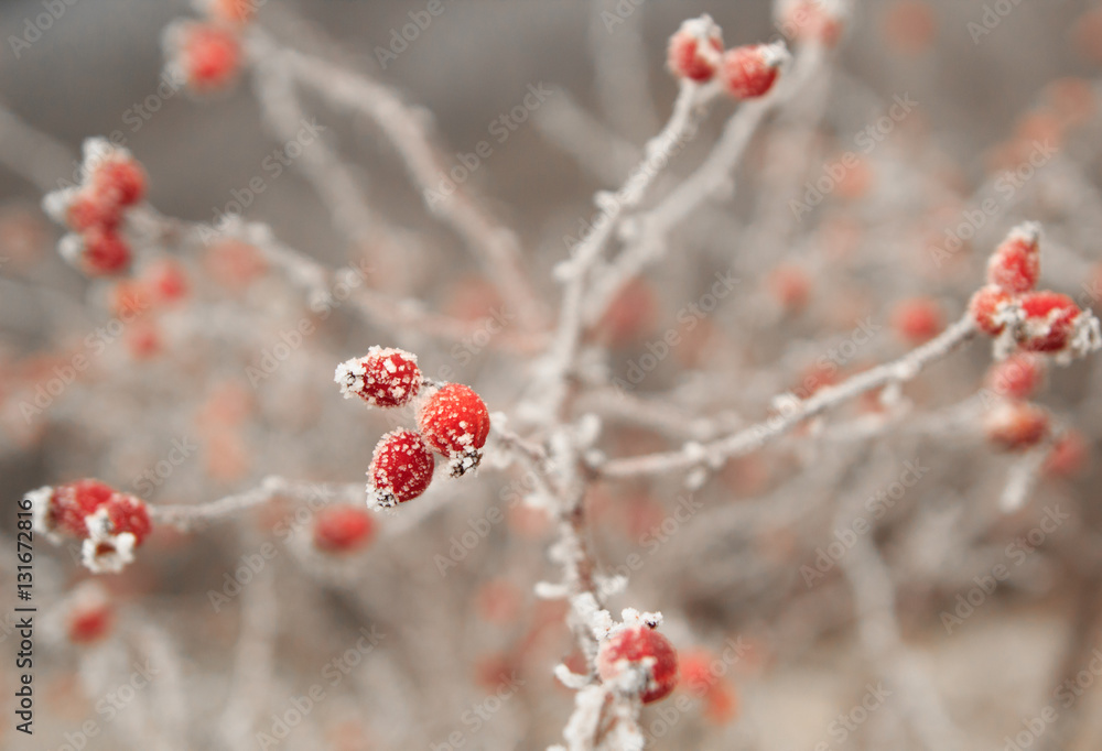 Dog rose berry covered with hoarfrost Dog rose berry covered with hoarfrost