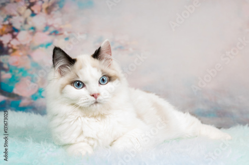 Obraz na plátne Cute ragdoll kitten in flowery background